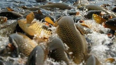 Туркестанская область лидирует в стране по развитию рыбного хозяйства