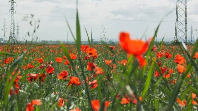 210 тысяч гектаров земельных участков сельскохозяйственного назначения планируется вернуть государству в текущем году