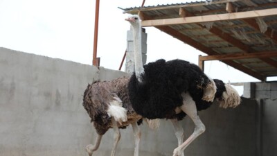 Житель Туркестанской области растит страуса