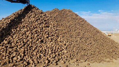 Жетісу облысының Алакөл ауданында алып қызылша өсірілді