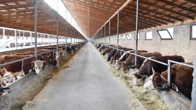 Туркестанская область лидирует в животноводстве и экспорте мяса