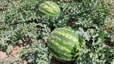 Туркестан: фермеры начали экспорт арбузов в Россию