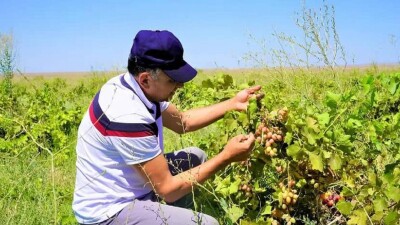 Туркестан: кентауские фермеры применяют метод капельного орошения