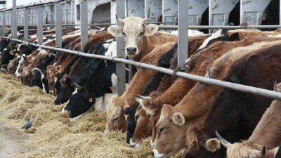 "Басты міндет – ауыл шаруашылығын жедел дамыту". БҚО ет пен сүт өндірісін ұлғайтып жатыр