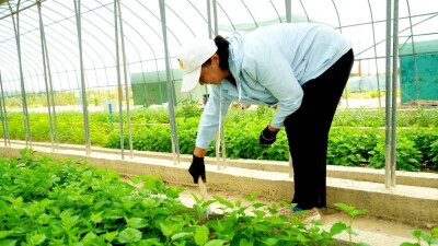 Современные питомники в Туркестанской области обеспечивают регион саженцами