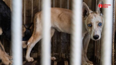 Думая о безопасности питомца: Бесплатное чипирование собак и кошек началось в Астане