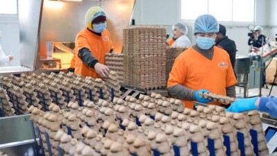 В Шымкенте запущена новая птицефабрика мощностью 72 млн яиц в год
