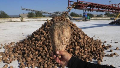 Около 370 тыс тонн продукции намерены собрать в этом году свекловоды Жетысуской области