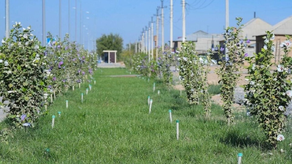 В Туркестанской области в рамках поручения главы государства  расширяют лесные площади
