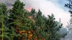 Три лесных пожара произошли в Казахстане 7 августа