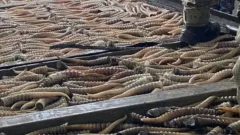 Почти 2000 рогов сайги пытались провезти контрабандисты из Павлодарской области в Россию