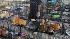 Полиция Вьетнама спасла сотни кошек, которых хотели пустить на мясо