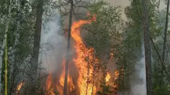 Три лесных пожара произошли в Казахстане 8 августа