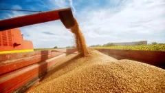 Экспорт зерна в Казахстане вырос на 55%
