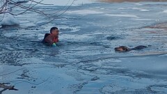 В Петропавловске спасатели вытащили собаку из ледяной воды Ишима