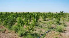 В партнёрстве с Китаем: проект по выращиванию и переработке тутового шелкопряда запускают в Туркестанской области