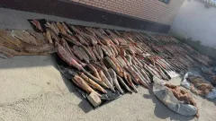Более четырёх тонн рыбы изъяли у браконьеров в Атырауской области