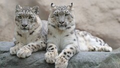 В Казахстане отмечают Международный день снежного барса