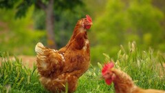 Птицефабрики в Казахстане сокращают производство из-за дефицита кормов