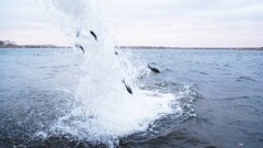 В Кояндинское водохранилище выпустили более 90 тысяч особей ценных пород рыб