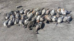 В СКО полицейского задержали за незаконную охоту
