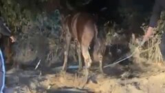 В Конаеве лошадь упала в колодец, её спасли полицейские