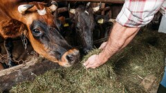 Какие регионы плохо ведут заготовку кормов на зиму