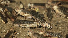 В Костанайской области саранча атаковала посевы сельхозкультур