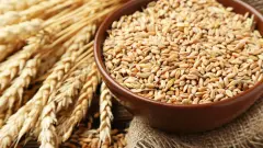 Мировые цены на пшеницу упали на 12% за месяц