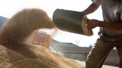 Фуражная пшеница подешевела в Казахстане
