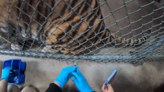 В зоопарке Окленда начали вакцинировать животных от коронавируса