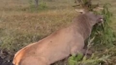 В Акмолинской области олень запутался в проволоке электропастуха и погиб