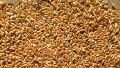 Экспорт зерна из Казахстана упал на 30%