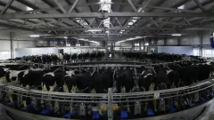 В Казахстане стартует программа "Игілік" по развитию племенного животноводства