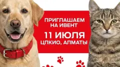 Не покупай, приюти! Благотворительная акция по пристройству животных пройдёт в Алматы