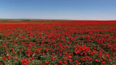40 тысяч луковиц тюльпанов от Королевства Нидерландов передали Жамбылской области