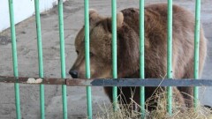 18,5 млн тенге выплатит пострадавшим владелец базы отдыха, где медведица покусала ребёнка