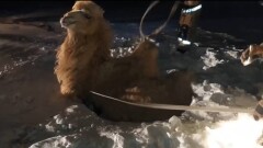 На космодроме Байконур спасли верблюда, упавшего в колодец