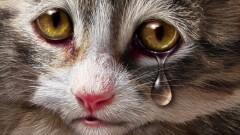 Прыгнувший на котёнка живодёр получил 60 часов общественных работ