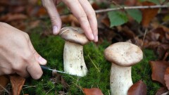 Ушла за грибами и не вернулась. 72-летнюю женщину нашли мёртвой в Карагандинской области
