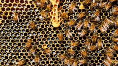 Программу развития пчеловодства разработают в Казахстане