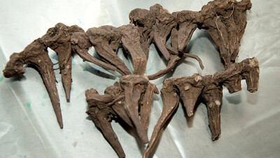 Покушение на жизнь человека: Общественный совет Минздрава Кыргызстана о применении иссык-кульского корня в борьбе с Сovid-19