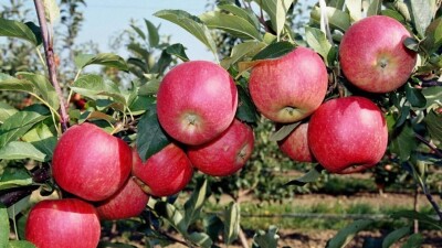 В Казахстане предложили разработать стандарт для яблони сорта апорт