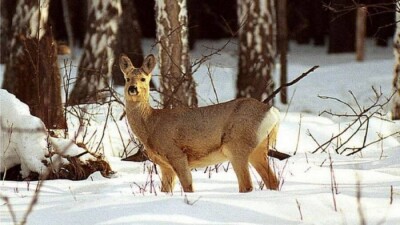 Браконьеры убили косулю в Иле-Алатауском нацпарке