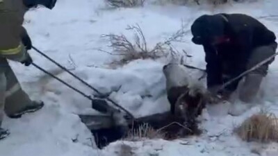 В Сарани спасатели вытащили корову из глубокого колодца