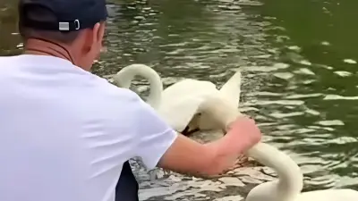 Семь суток ареста получил посетитель, схвативший за шею лебедя в Ботаническом саду Алматы