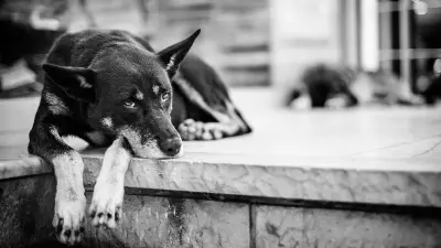 Петицию против массовой эвтаназии бездомных собак запустили в Казахстане