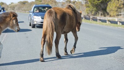 Всадник на лошади погиб вместе с животным на трассе в СКО