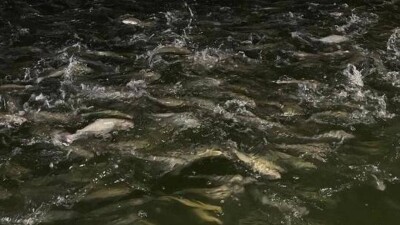 Более 100 тонн австралийской рыбы баррамунди планируют вырастить в Казахстане до конца года