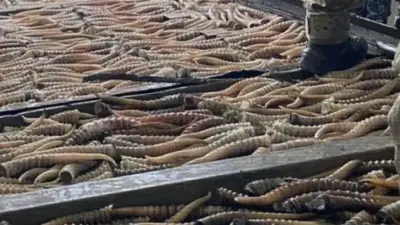 Почти 2000 рогов сайги пытались провезти контрабандисты из Павлодарской области в Россию